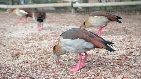 Group of beautiful ducks eating in the floor near the pond Stock Footage 145942798