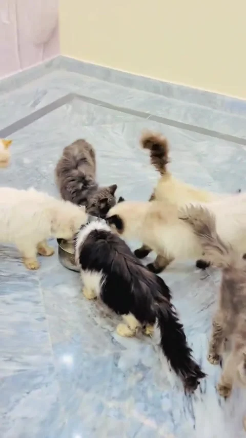 Group Of Beautiful Fluffy Cats Crowding Around Food Bowl Stock Footage 336997501