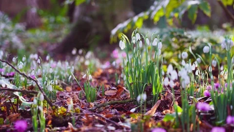 Group of beautiful fresh snowdrops Stock Footage 123469619
