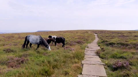 Group of beautiful Horses, in Black Mountain, famous hiking location in Abe.. Stock-Footage 342653397