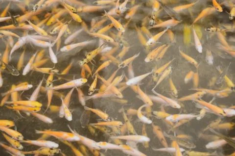 A Group Of Beautiful Koi Carp Fish Are Swimming In The Natural Clear Pond Foto stock