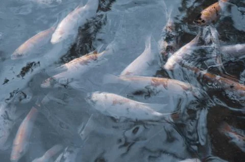 A Group Of Beautiful Koi Carp Fish Are Swimming In The Natural Clear Pond Stock Photos