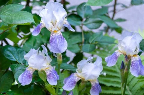 Group of beautiful light blue bearded irises blooming in spring garden Stock Photos