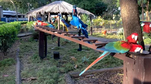 Group of beautiful macaws on a branch. Group of parrots drinking water on Stock Footage 103219534
