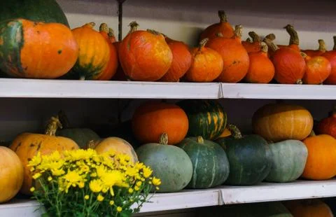 Group of beautiful multi-colored pumpkins close-up on a shelf in the market. Stock Photos
