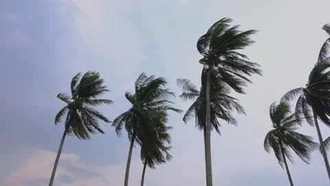 Group of beautiful palm trees or coconut trees with the fronds blowing Stock Footage 116896043