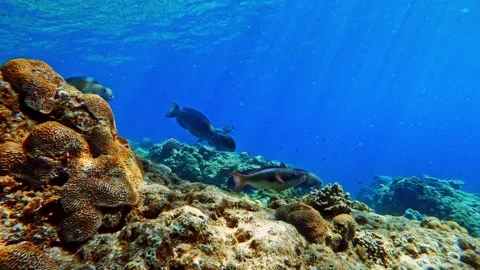 Group Of Beautiful Parrotfish Swims Over The Coral Reefs Under The Blue 스톡 동영상 133219794