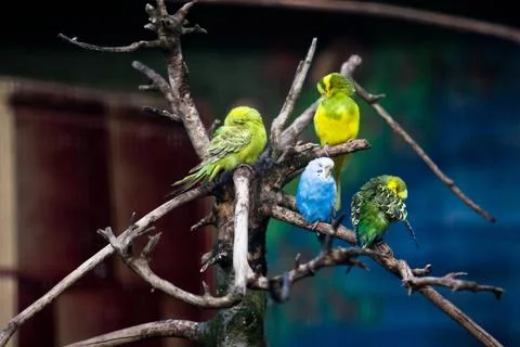 Group of beautiful parrots in a tree group of beautiful parrots in a tree ... Foto stock