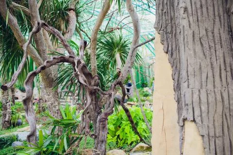 Group of beautiful parrots in a tree Foto stock