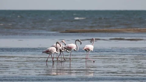 A Group of beautiful pink Flamingos walking on the beach of Alexandroupolis Stock Footage 234740153