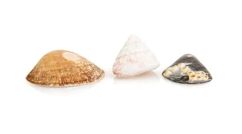 Group of beautiful sea shells Foto stock