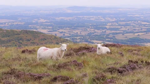 Group of beautiful Sheeps, in Black Mountain, famous hiking location in Abe.. 動画素材 342649313