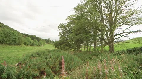 Group of beautiful trees on meadow Vidéo 143735076