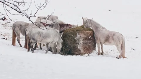 Group of beautiful white horses standing in the snow and eating from a large Stock Footage 338159151