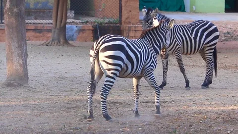 Group of beautiful zebras playing jumping and enjoying at park - Video 動画素材 100985682