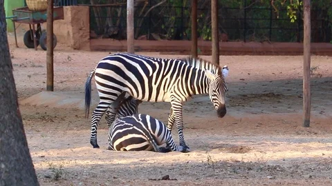 Group of beautiful zebras playing jumping and enjoying at park - Video 動画素材 100985733