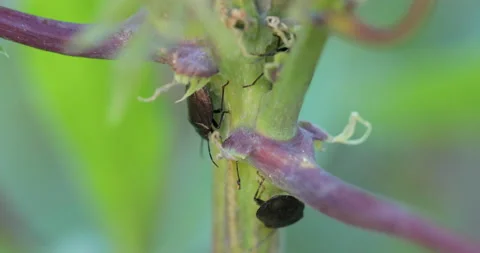 Group of bed bugs bedbugs in foliage selective focus unfocused Stock Footage 168027119
