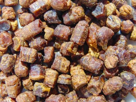 Group of bee bread. Macro bee bread Фото