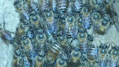 Group of bee Stock Footage 106914382