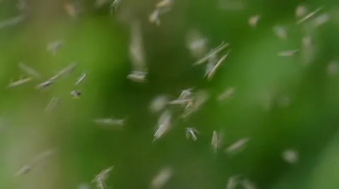 Group of bee in nature Stock Footage 66602391