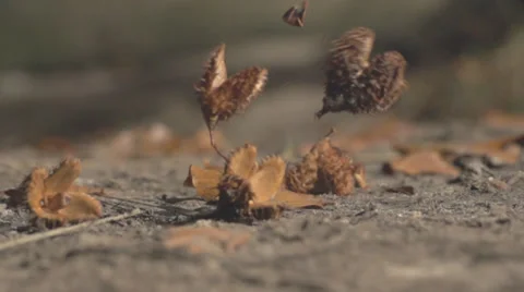 A Group Of Beechnuts Falling Down On The Ground In Slow Motion Video stock 36662930