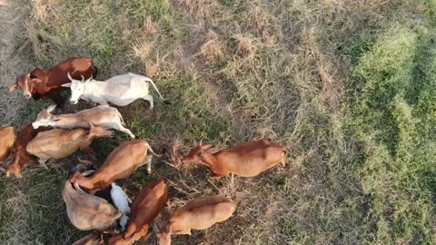 Group of beef india cow on straw rice field Stock Footage 145197567