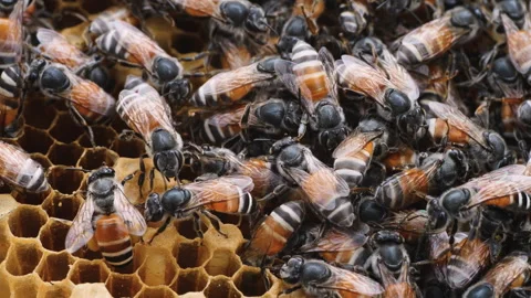 A group of bees are gathered around a honeycomb Stock Footage 275704571