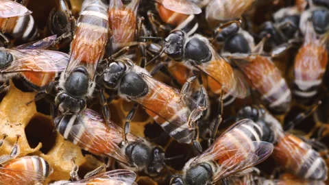 A group of bees are gathered around a honeycomb Stock Footage 276603822