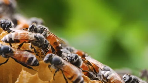 A group of bees are gathered around a honeycomb Stock Footage 276681696