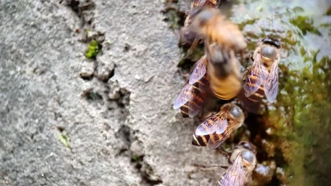 A group of bees are swarming in a gap in the cement with wet moss Stock Footage 296085664