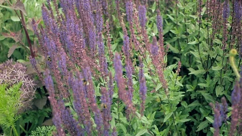 A group of bees collect nectar from wild plants Stock Footage 112251136