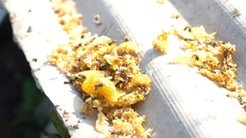 Group of Bees colony on bee hive. Stock Footage 105581182