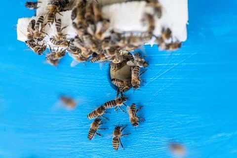 Group of bees exit and enter their hive. beautiful summer background Stock Photos