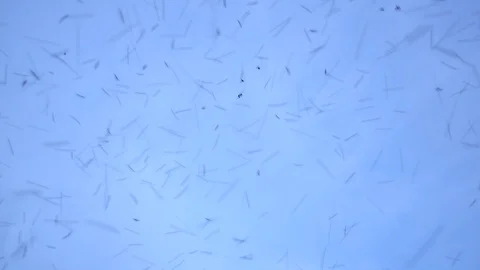 Group of bees flying on blue sky background, Stingless flying on sky. Stock Footage 112606187