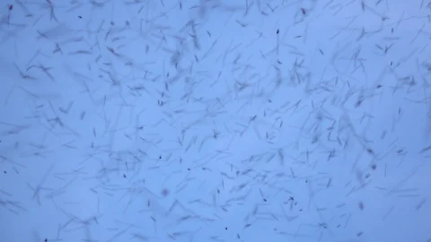 Group of bees flying on blue sky background, Stingless flying on sky. Stock Footage 112636297