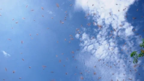 Group of bees flying on blue sky background, Stingless flying on sky. Video stock 120888711