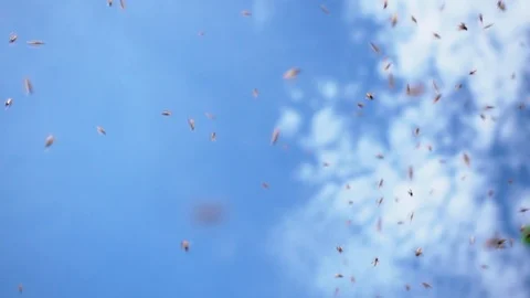 Group of bees flying on blue sky background. Stock Footage 123198757