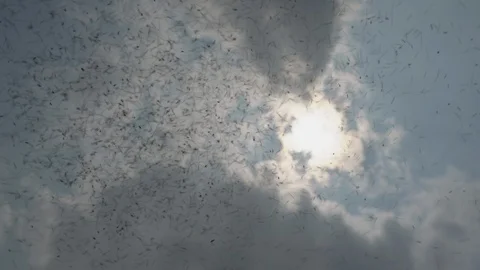 Group of bees flying on blue sky background, Stingless flying on sky. Stock Footage 128495126
