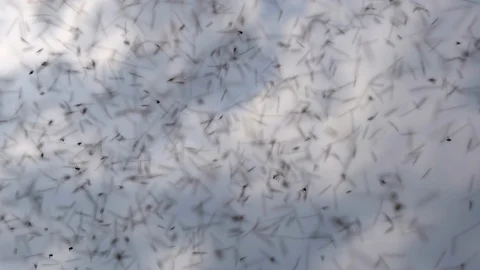 Group of bees flying on sky background, Stingless flying on sky. Stock Footage 127209265