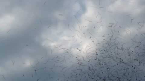 Group of bees flying on sky background, Stingless flying on sky. Stock Footage 127209428