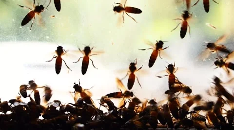 Group of bees Stock Footage 45450626
