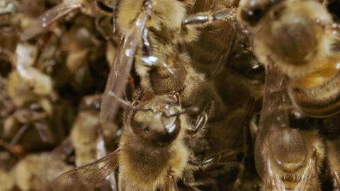 Group of bees in a hive close up macro Stock Footage 161913904