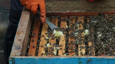 The Group of Bees in The Hive. Preparations Before Rocking Honey 库存影片 53158586