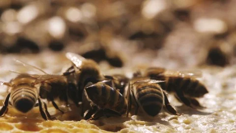 Group of bees putting honey in hexagonal cells of a honeycomb Stock Footage 99232310