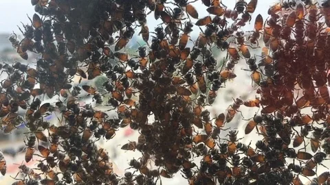 A group of bees sticking at the window surface. Stock Footage 105624461