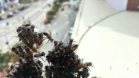 A group of bees sticking at the window surface. Video stock 105624937