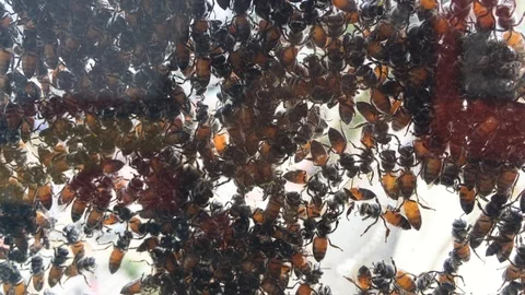 A group of bees sticking at the window surface. Video stock 105625075