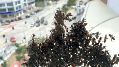 A group of bees sticking at the window surface. Video stock 105626489