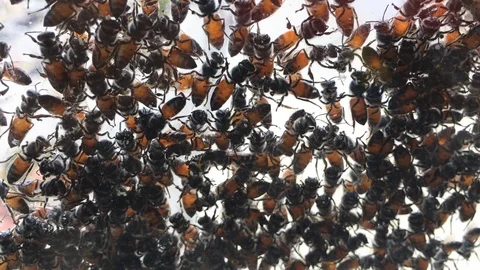 A group of bees sticking at the window surface. Video stock 105626512