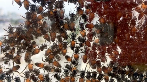 A group of bees sticking at the window surface. Stock Footage 105764323